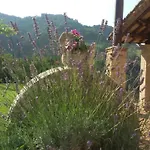 Isola